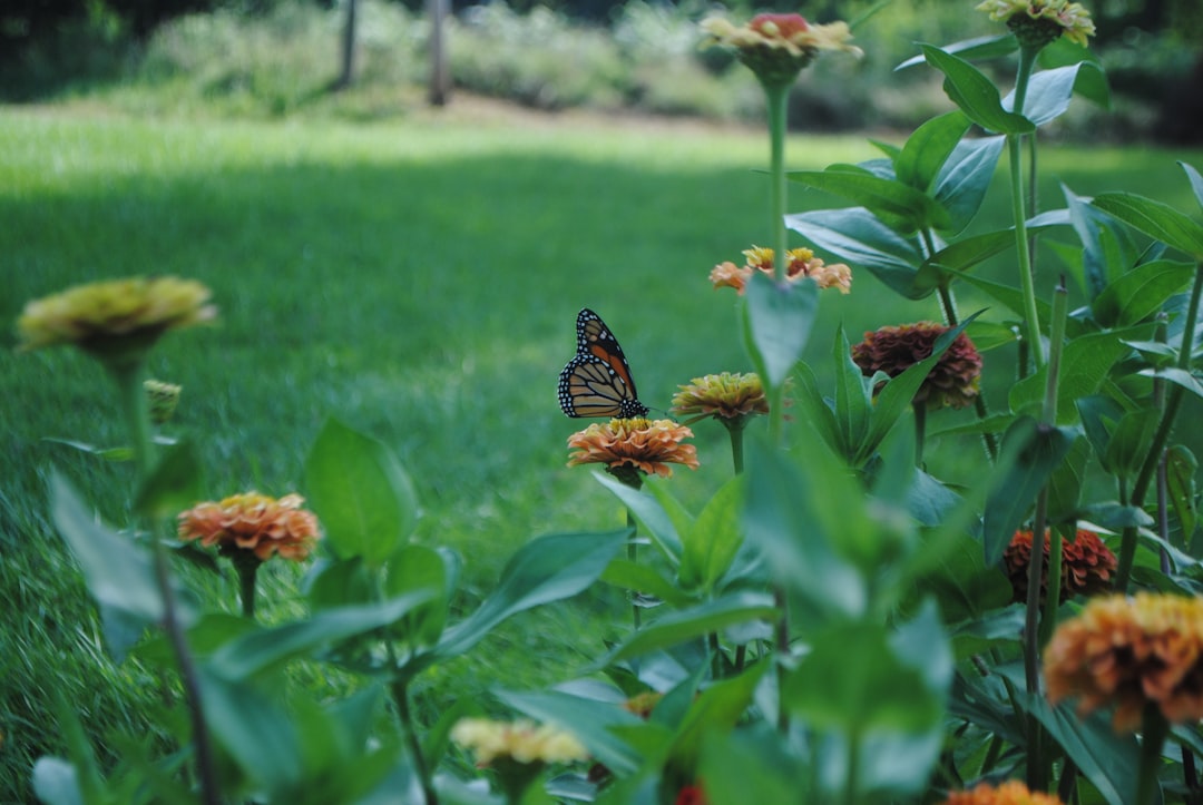 Photo Butterfly garden